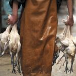 Un hombre traslada varias aves muertas para comercializarlas