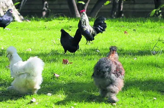 Las gallinas de la embajada francesa buscan dueño