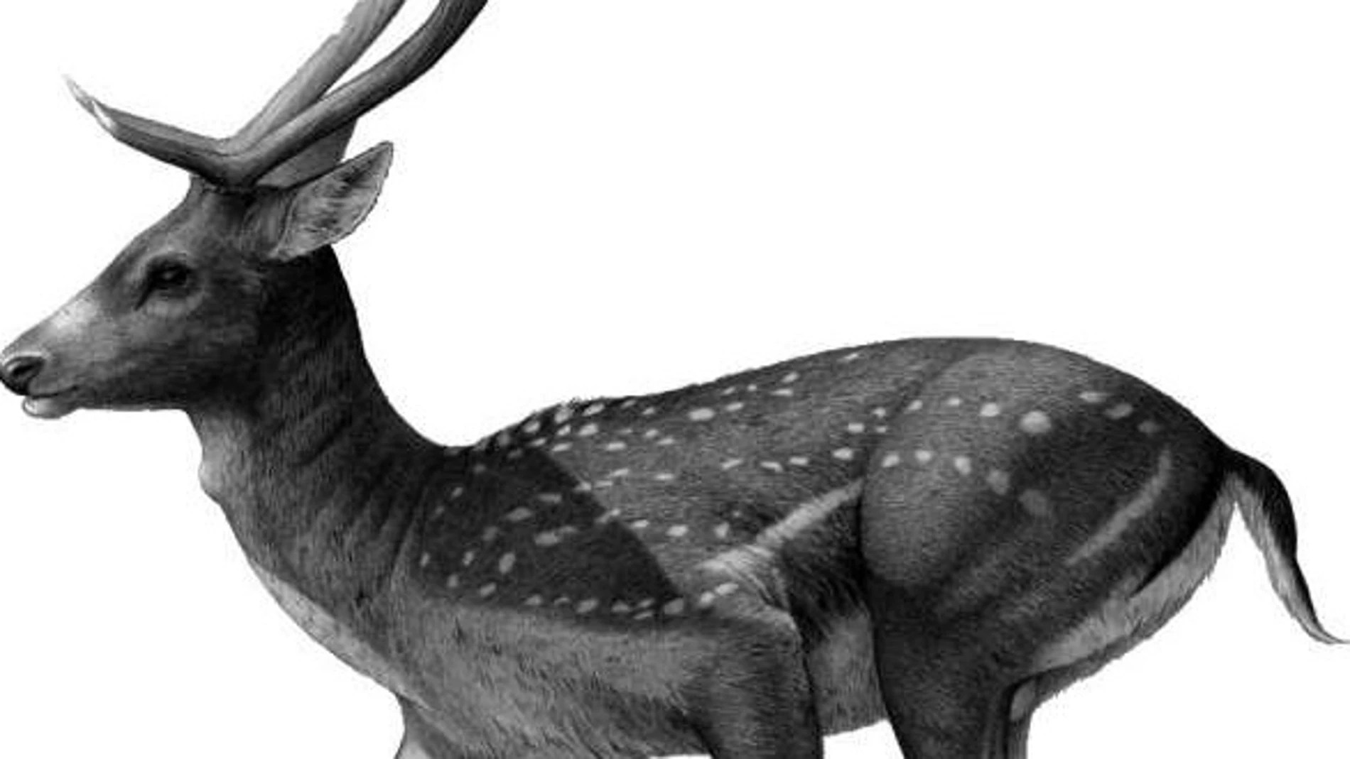 Recreación de la nueva especie de ciervo Megaloceros novocarhaginiensis, en función de los restos encontrados