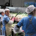 Un grupo de mujeres trabaja en una cooperativa agrícola de la provincia de Segovia