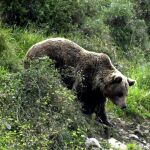 Las poblaciones de oso pardo en las comunidades del Cantábrico se recuperan poco a poco