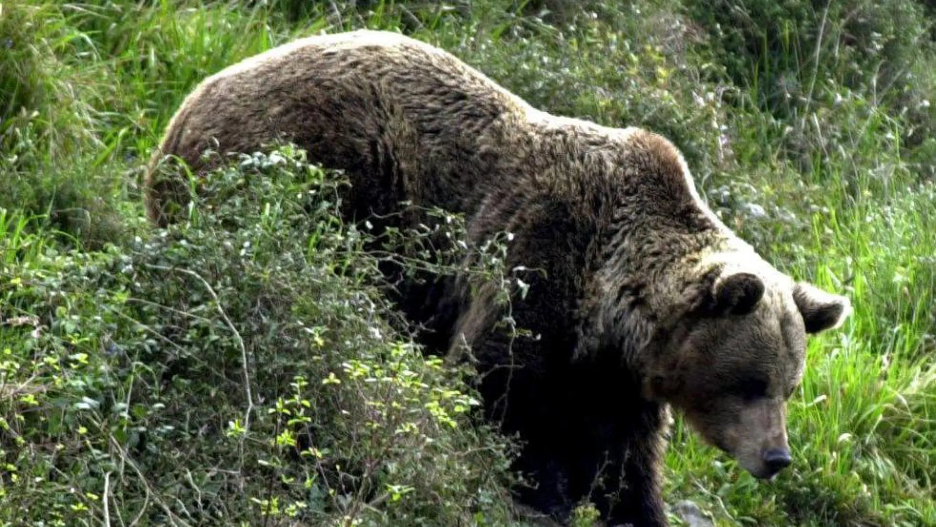 Las poblaciones de oso pardo en las comunidades del Cantábrico se recuperan poco a poco
