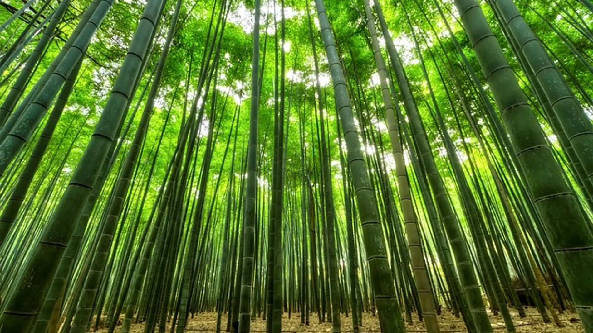 Lo que el bambú puede enseñarte sobre la paciencia