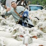 La indemnización por los ataques podrían oscilar entre 100 y 1.000 euros, en función del animal atacado