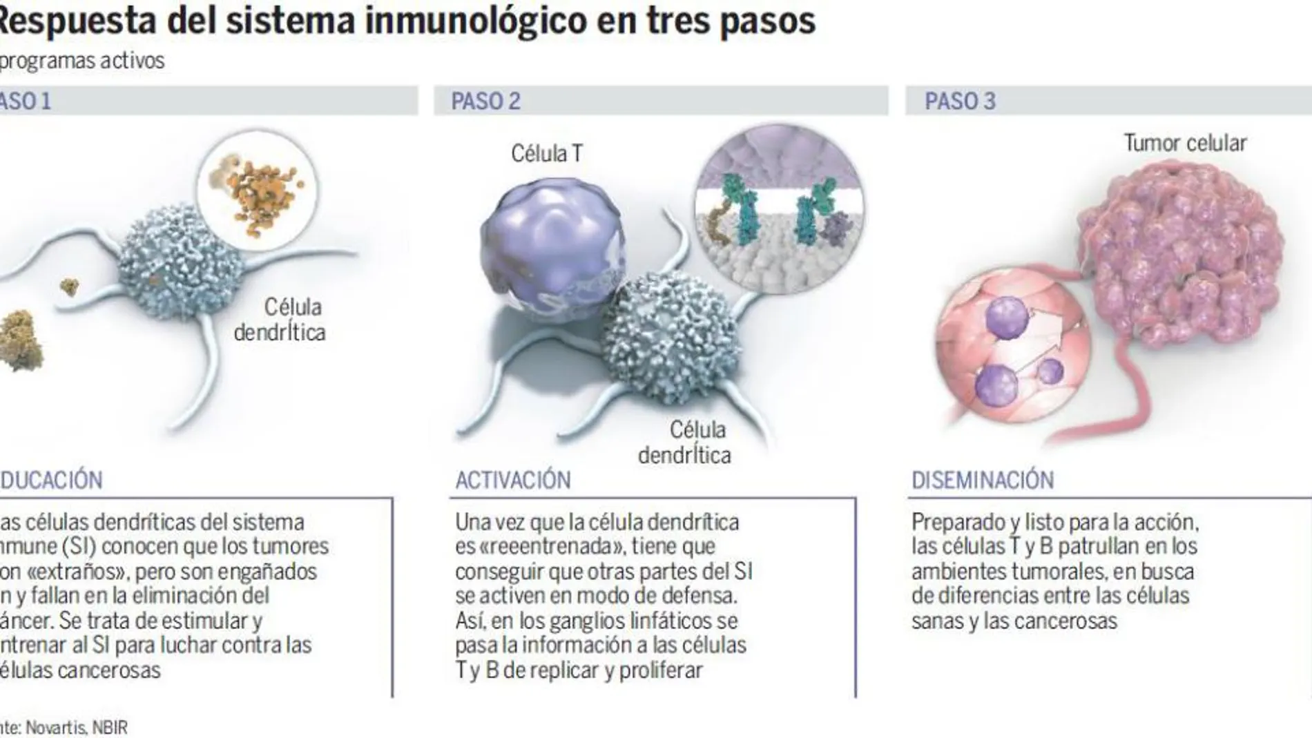 Respuesta el sistema inmunológico en tres pasos