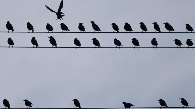 Los pájaros nos "enseñaron"a hablar