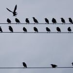 Los pájaros nos "enseñaron"a hablar