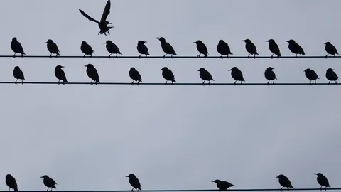 Los pájaros nos "enseñaron"a hablar
