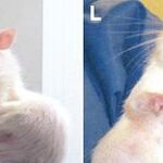 Animales químicos: monstruos creados por el hombre