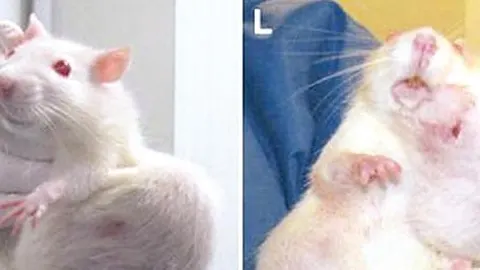 Animales químicos: monstruos creados por el hombre