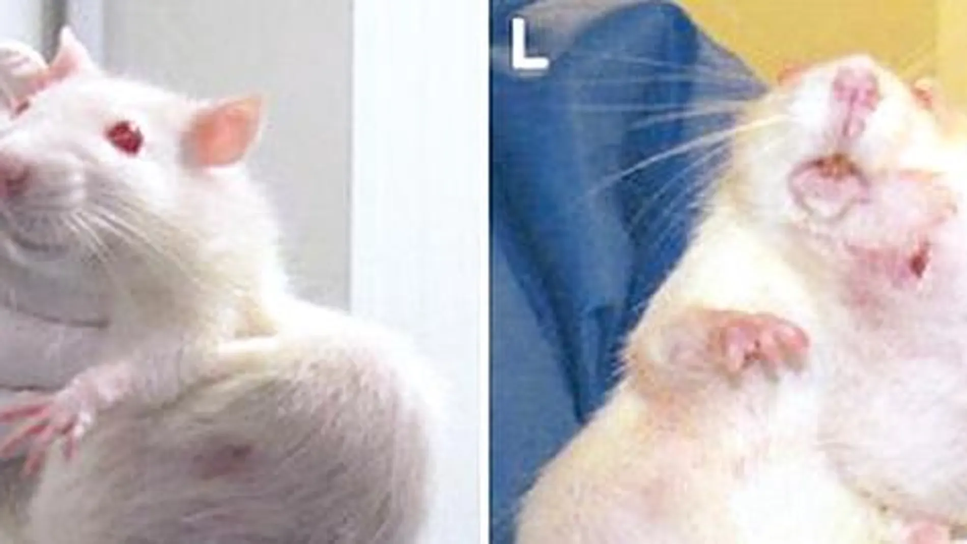 Animales químicos: monstruos creados por el hombre