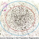 ‘Quorum Sensing’ en regeneración capilar
