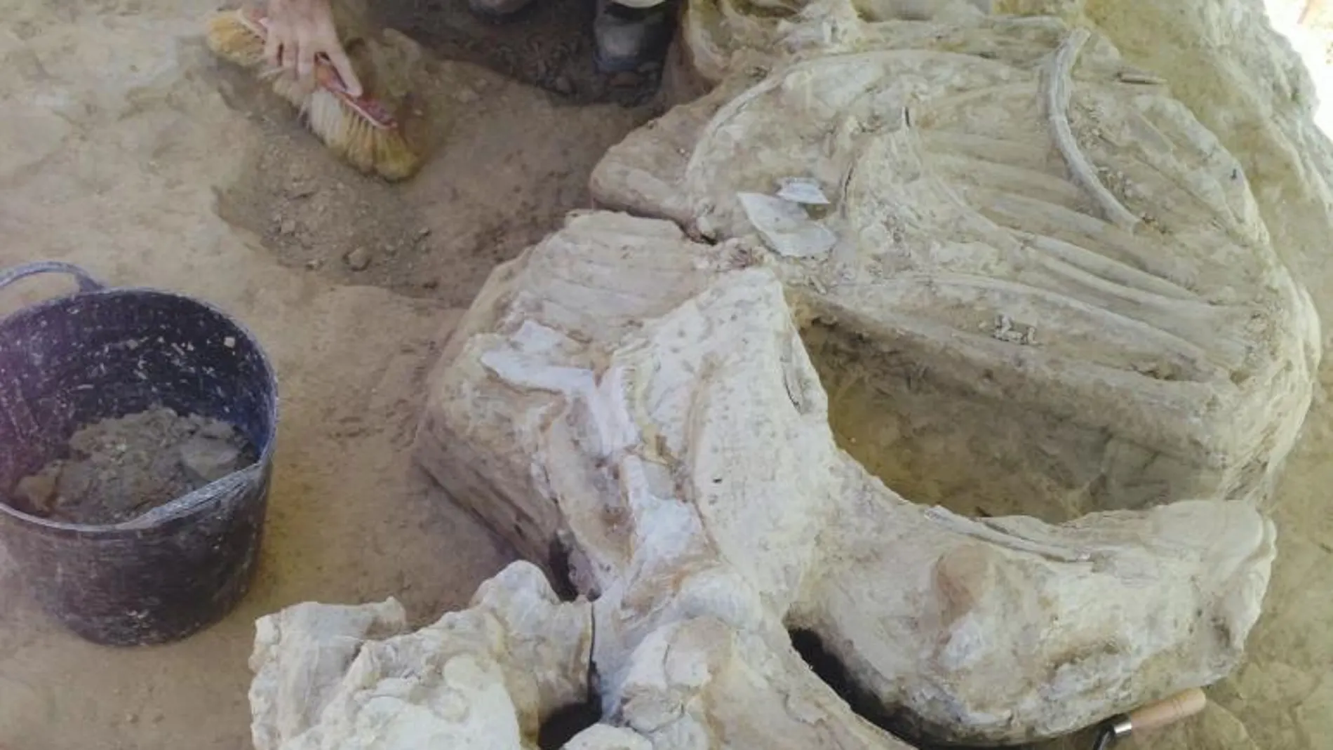 Imagen facilitada por el Gobierno de La Rioja del esqueleto de un rinoceronte adulto de unos 3,2 millones de años de antigüedad