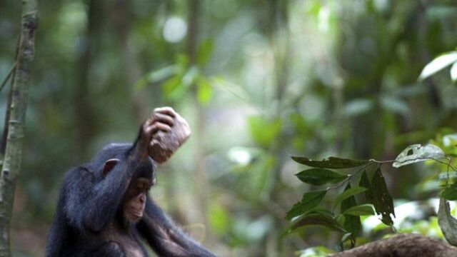 Un chimpancé en una reserva de Costa de Marfil