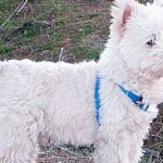 Baloo un simpático westy ganador de la semana
