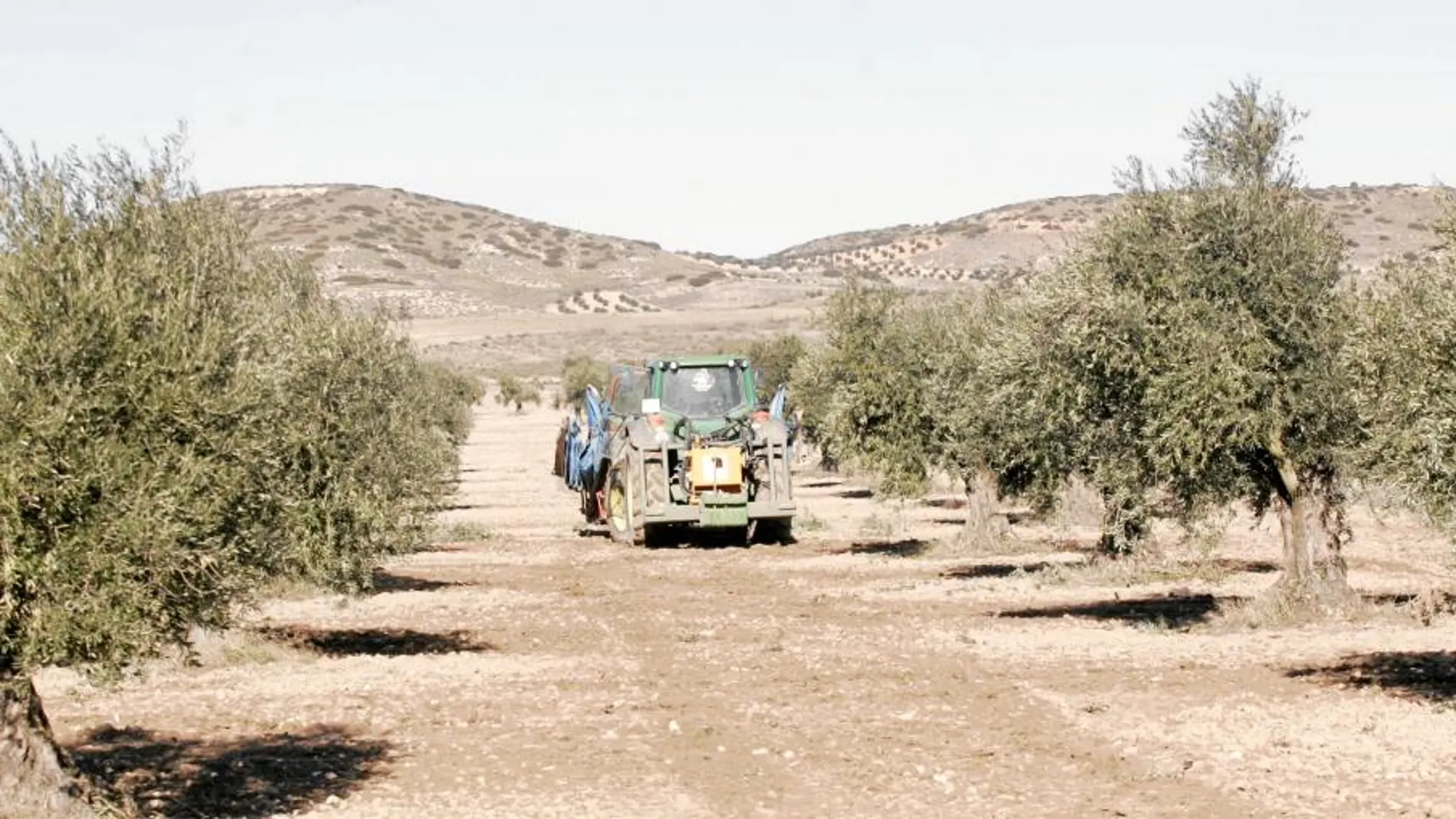La Española, conocida por su producción de aceitunas, tiene un objeto empresarial mucho más amplio