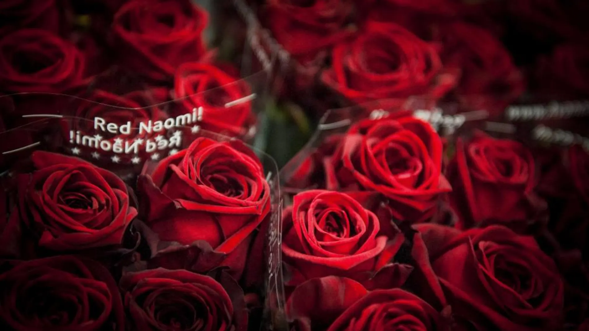Rosas rojas son expuestas en una subasta floral en Aalsmeer (Holanda) para la celebración del día de San Valentín