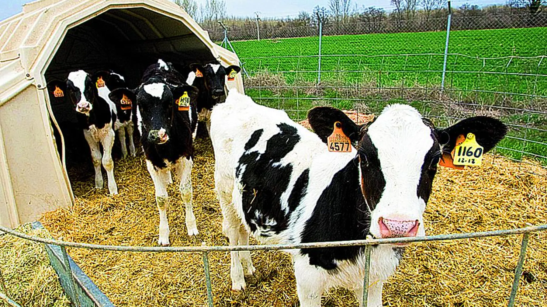 Vacas en la granja de GAZA en Santa Cristina de la Polvorosa (Zamora).