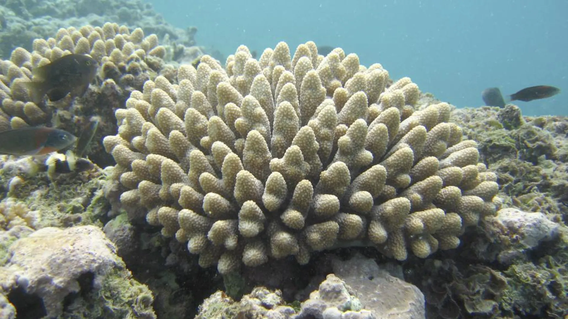 Un ejemplar de coral acropora