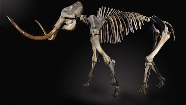 Un esqueleto de un mamut, en una imagen de archivo