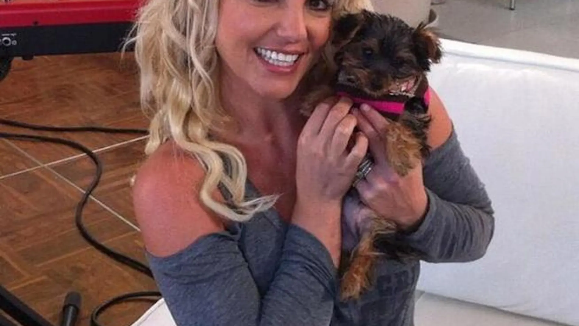 Britney Spears se gasta más de 20.000 euros en sus perros