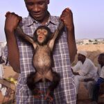 Un chimpancé en Nigeria, una de las zonas más amenazadas por el ébola