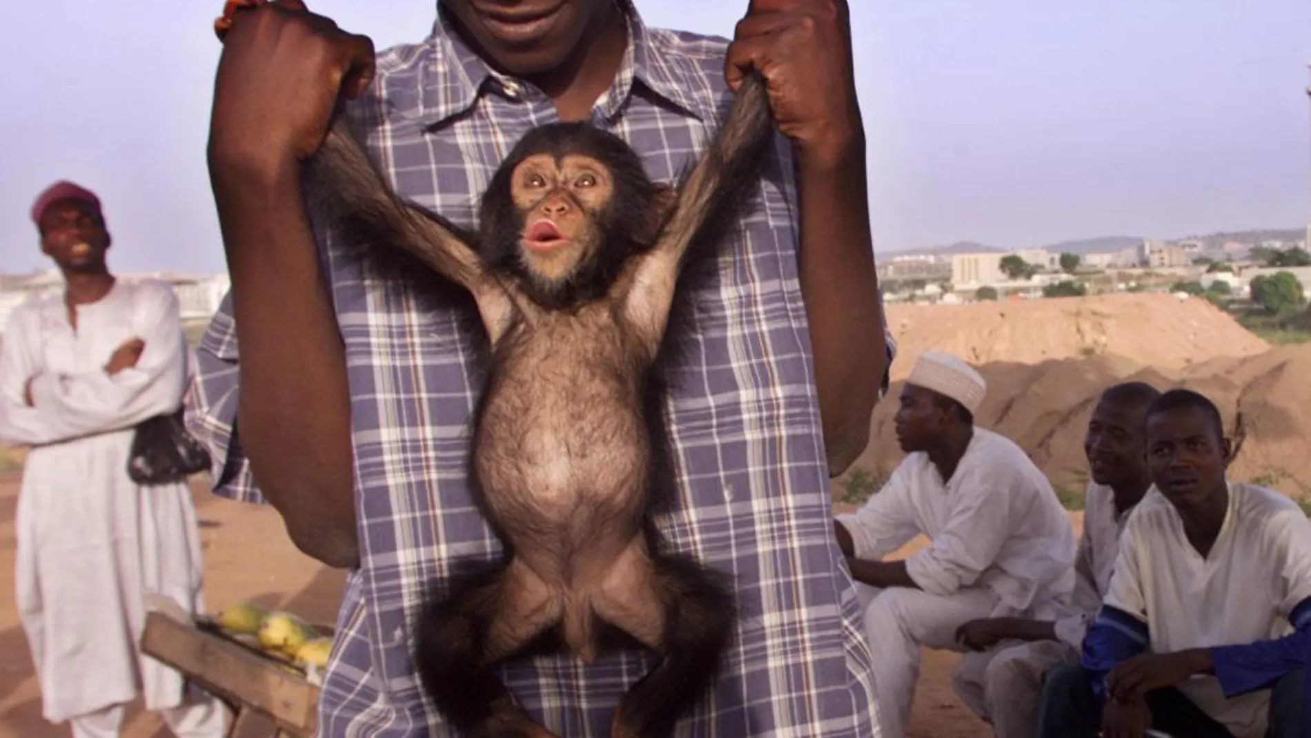 Un chimpancé en Nigeria, una de las zonas más amenazadas por el ébola