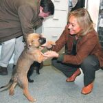 Madrid incrementa en un 10% las adopciones de perros en un año