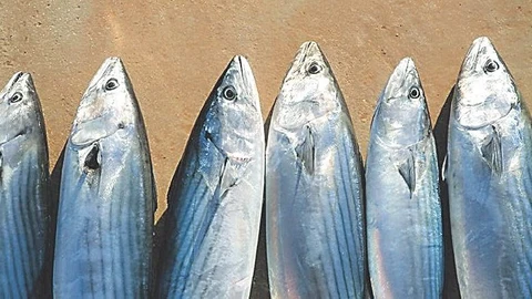 Consumir ácidos grasos omega-3 reduce el riesgo de mortalidad
