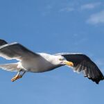 Gaviota patiamarillas (Larus michahellis)