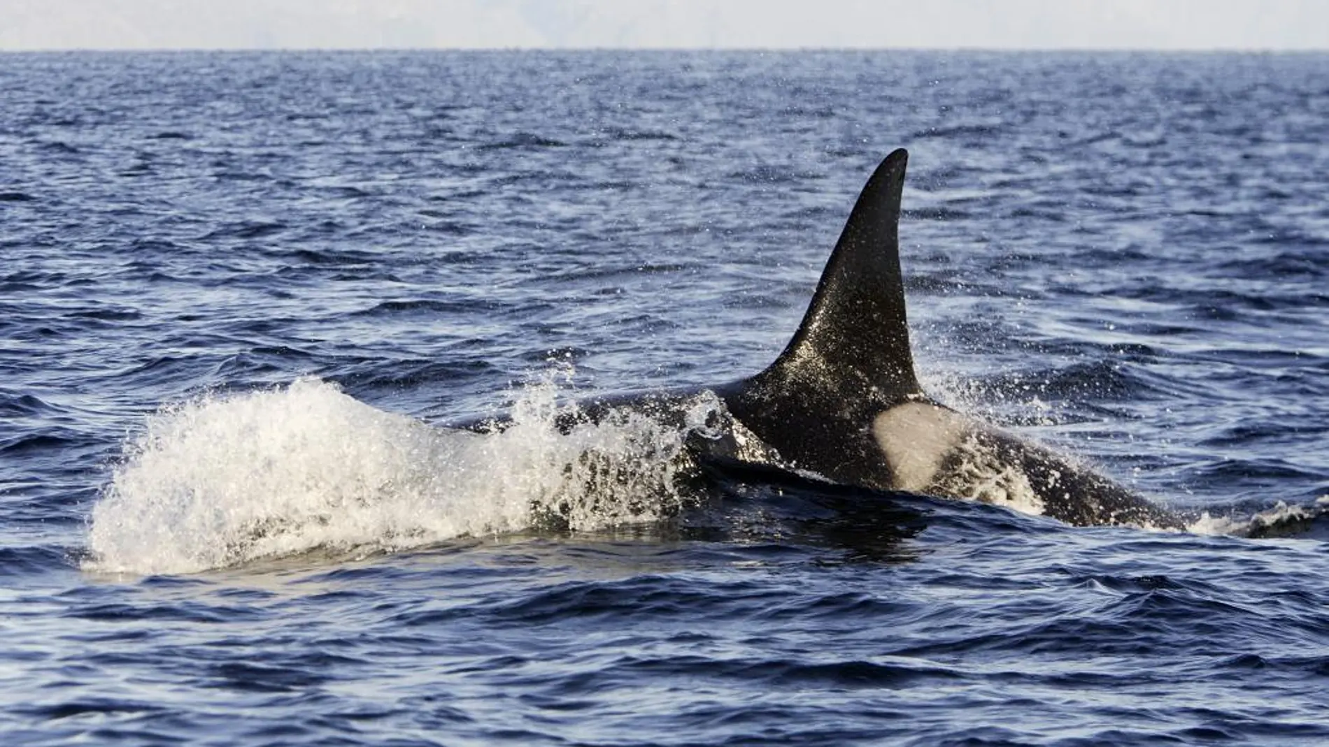 El avistamiento de orcas en estas aguas es poco frecuente.
