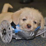 El cachorro con su silla de ruedas