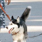 Los perros podrán pasear sueltos hasta las diez de la mañana