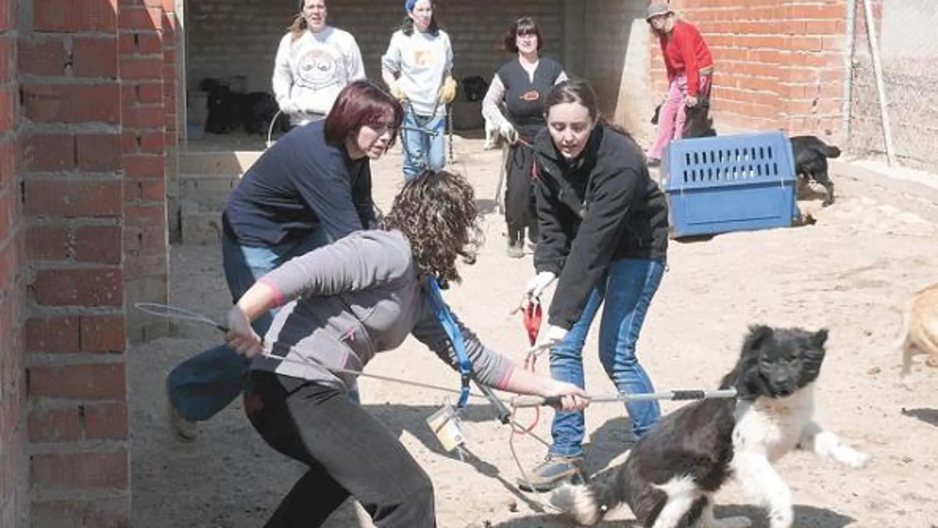 Voluntarias de Fapam, en la última intervención. Recogieron 50 perros en San Sebastián de los Reyes