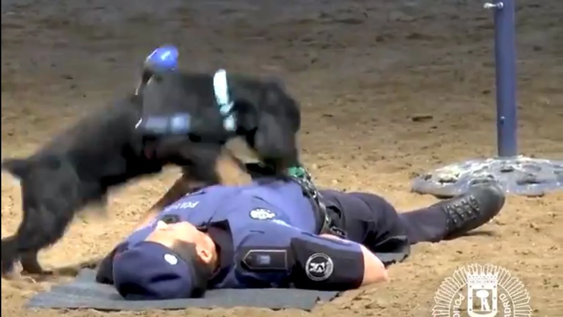 El can practicando una reanimación cardiopulmunar (RCP). Foto: Twitter Policía de Madrid.