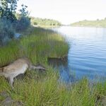 Uno de los ciervos que han aparecido muertos en la Sierra de la Culebra, en la provincia de Zamora