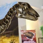 "Sirindhorna khoratensis"se ha convertido en la pieza central del Museo de Fósiles de Khorat