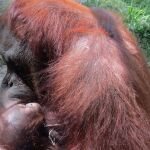 Las tiernas imágenes de la bebé de orangután nacida en el Zoo de Madrid