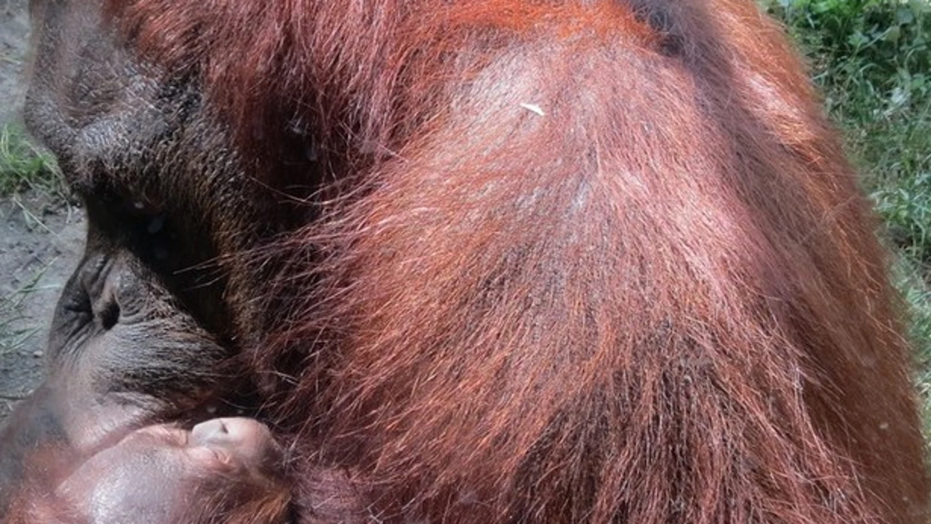 Las tiernas imágenes de la bebé de orangután nacida en el Zoo de Madrid