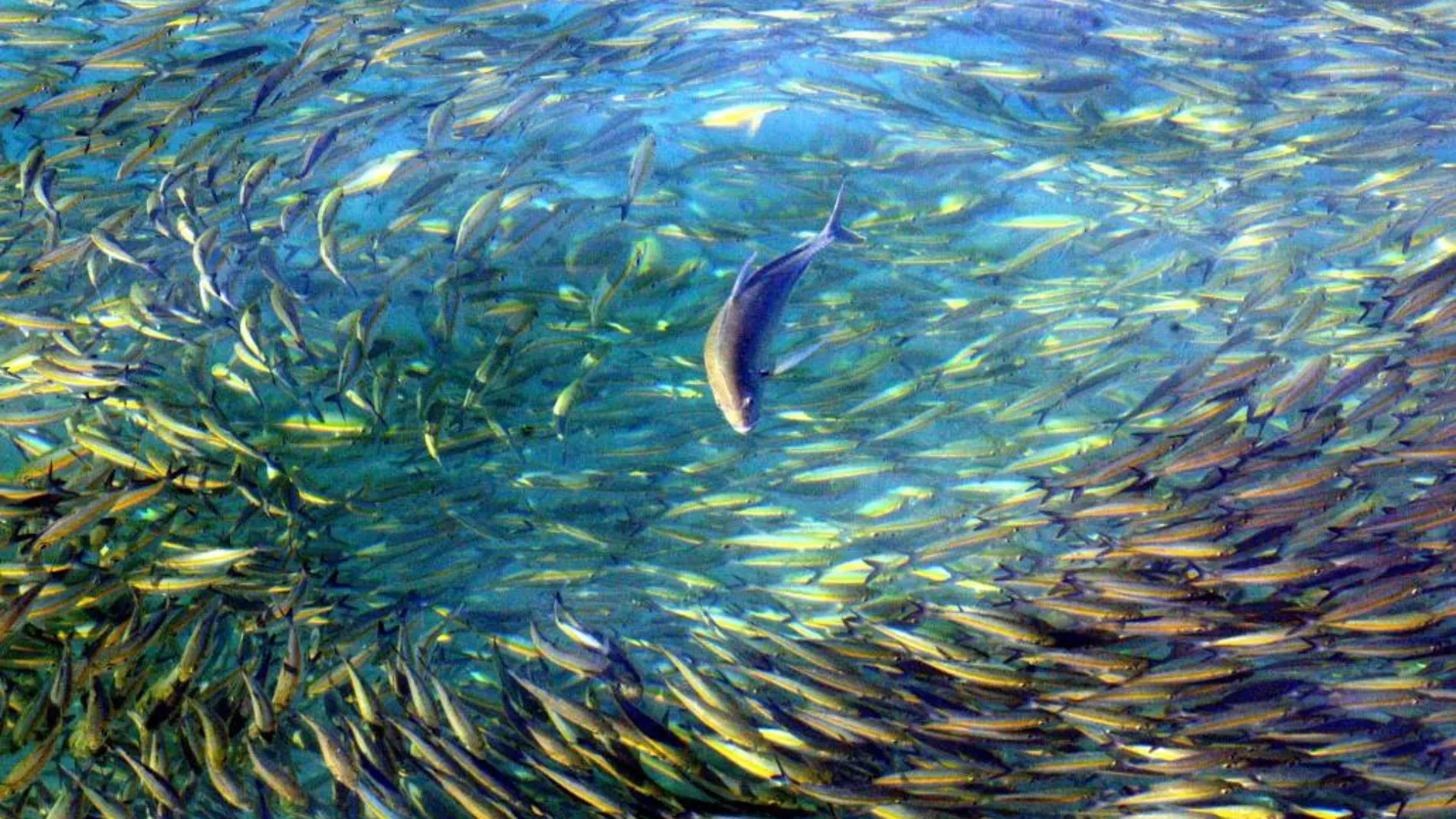 El calentamiento está obligando a un gran número de peces a emigrar para sobrevivir