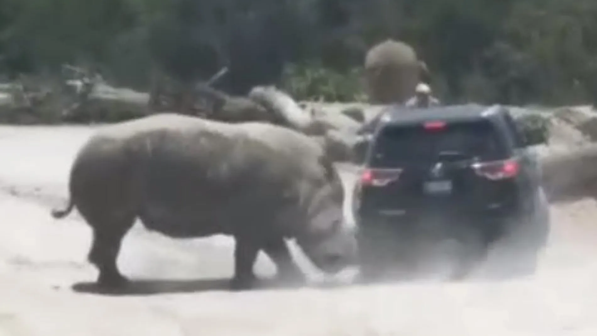 El rinoceronte carga contra el coche