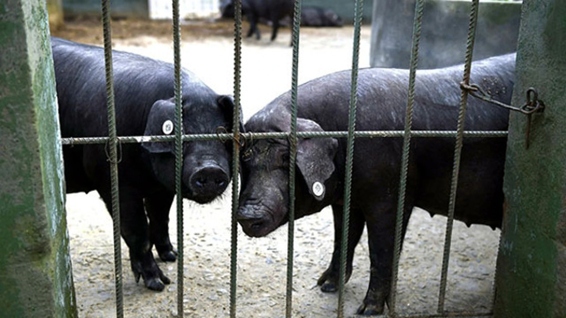 Las granjas han incorporado cerdos por sus habilidades psíquicas