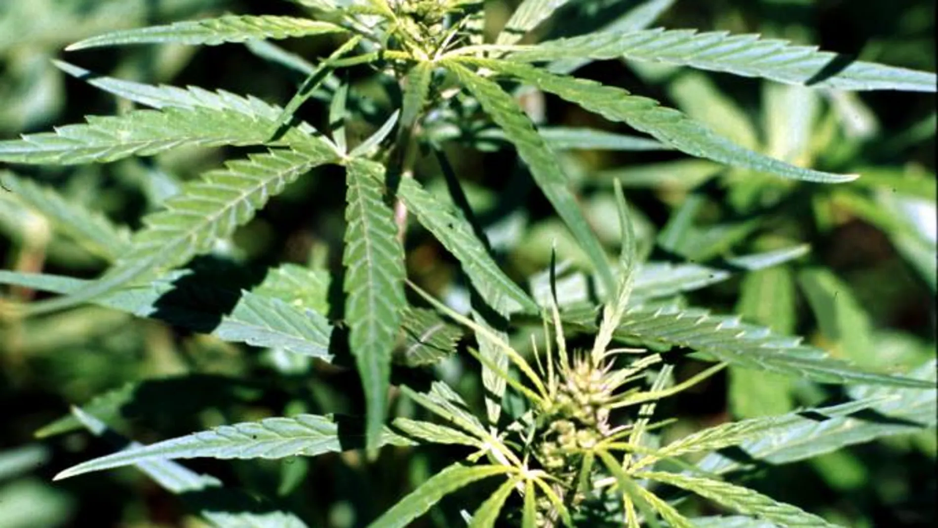 Una planta de marihuana