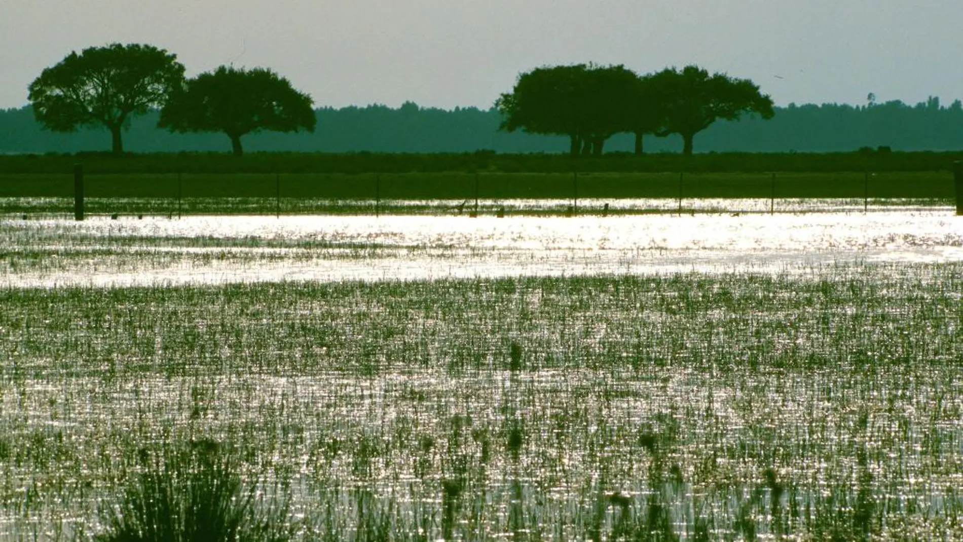 Humedales de Doñana