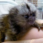 Avanzan en la creación de monos transgénicos para la investigación médica