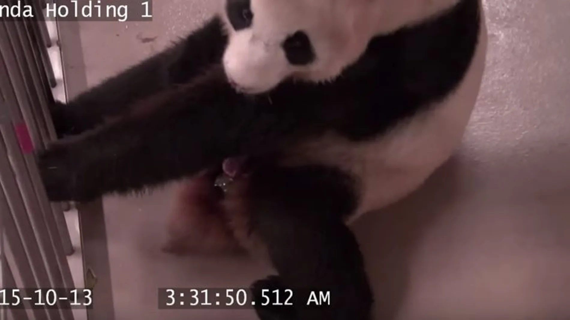 Un panda gigante da a luz a gemelos en el zoo de Toronto