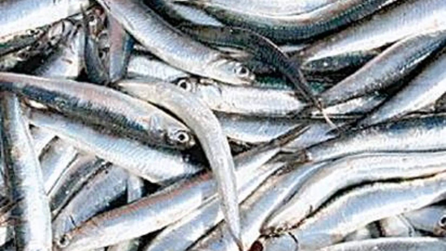 La anchoa sale a flote