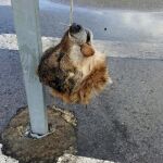 Cuelgan la cabeza decapitada de un lobo en una señal de tráfico en Asturias