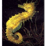 Ejemplar macho de un Hippocampus guttulatus