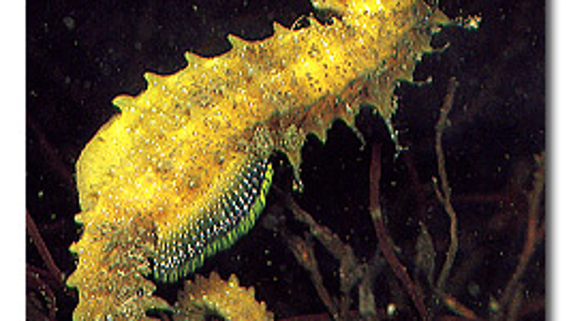 Ejemplar macho de un Hippocampus guttulatus